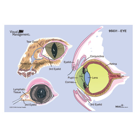 EduPad™ - Eye