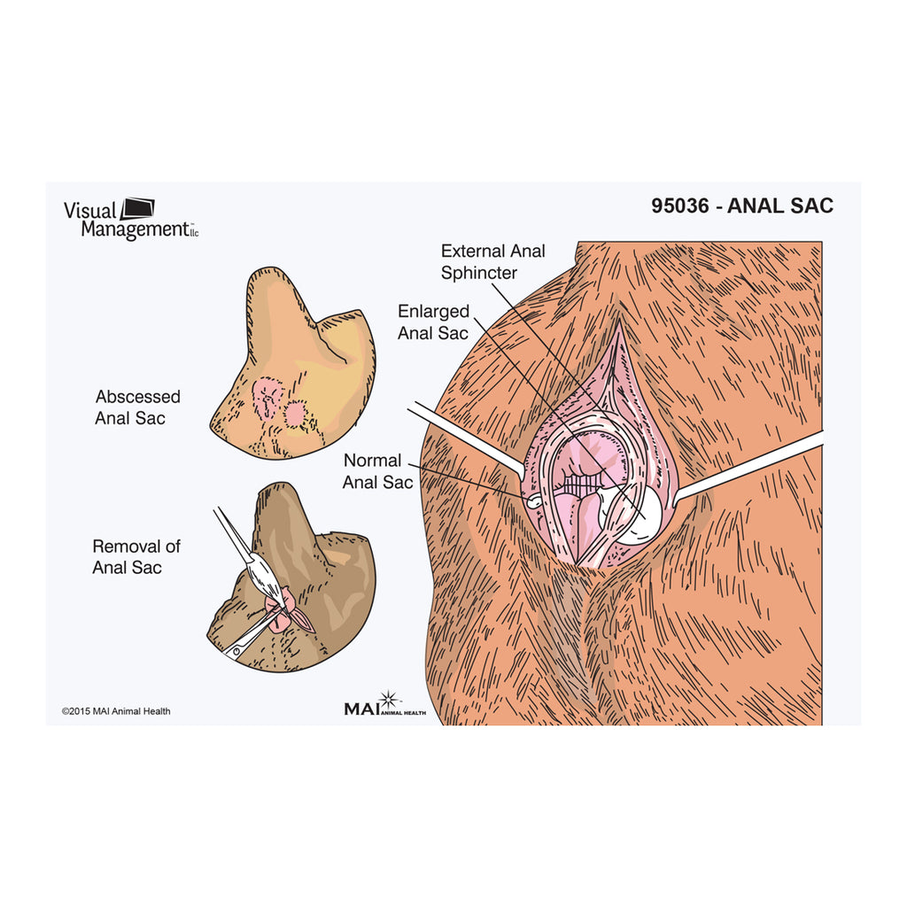 EduPad™ - Anal Sac