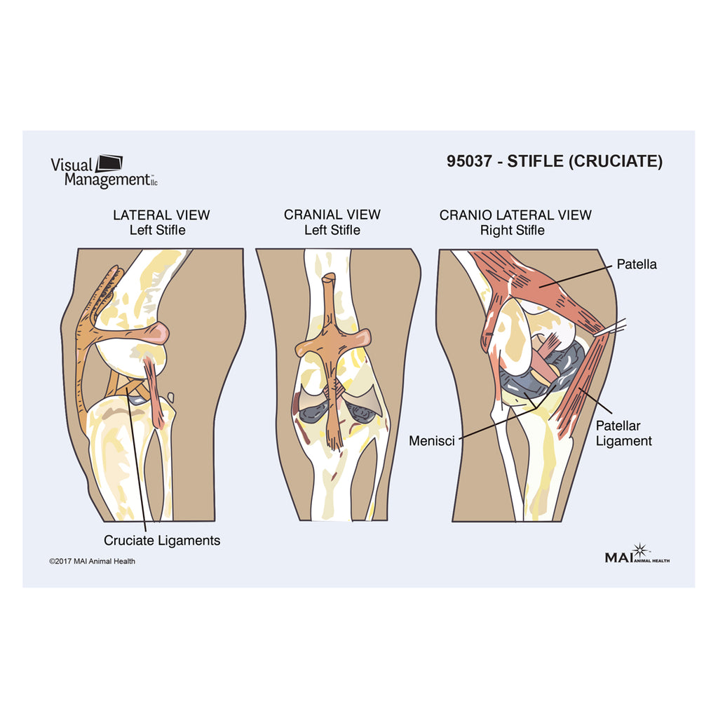 EduPad™ - Stifle (Cruciate)