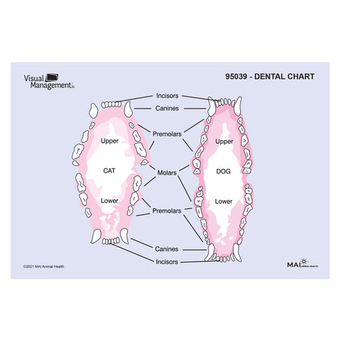 EduPad™ - Dental Chart