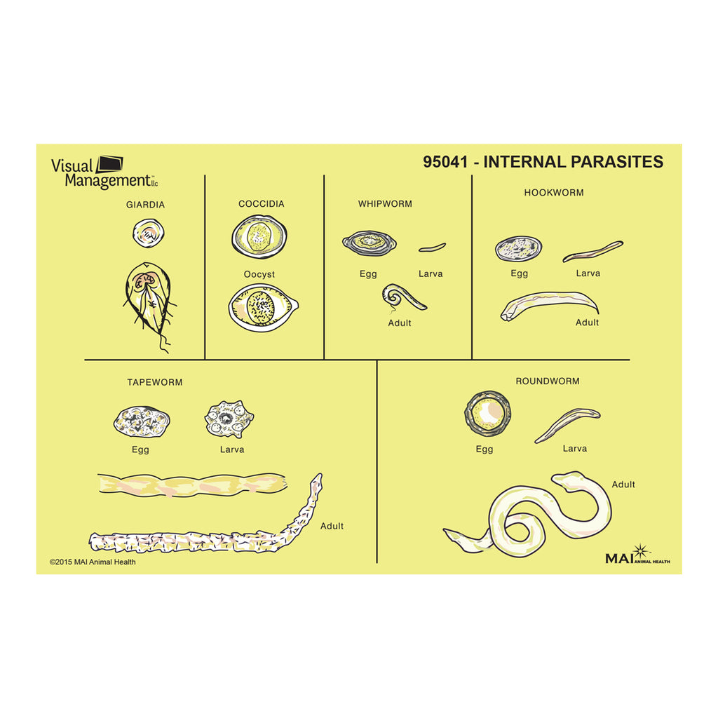 EduPad™ - Internal Parasites